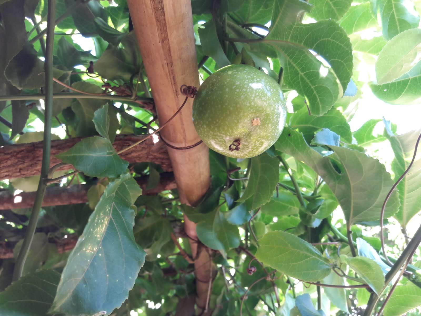 Not quite ready to eat!