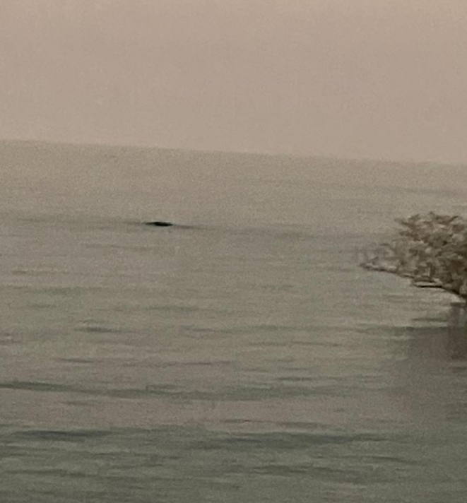 A Hippo?