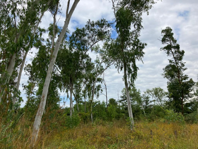 My forest - still some mature trees left